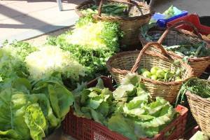 Look at these beautiful lettuces!