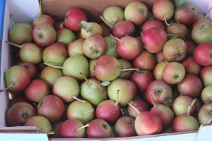 These tiny fruits are a cross between an apple and a pear - yum!