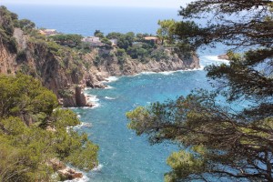 Views of pines and blue, blue sea