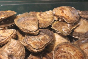 Just look at these oysters!