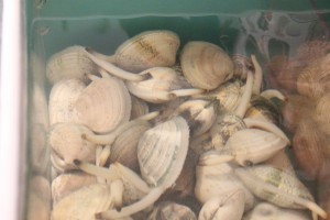 These clams are kept in tanks until they are eaten