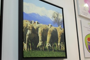 The sheep are from their own farm